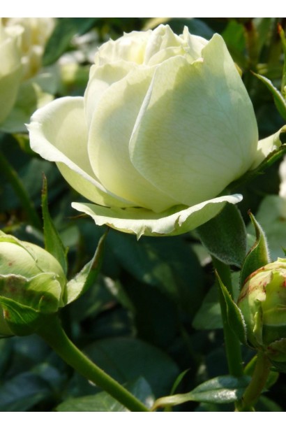 Rose Wedding Piano®